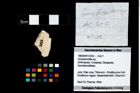 Foto (Objekt + Etikett) von Goniodromites sp.  (NHMW-GEO-1990-0041-3232)